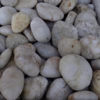 WHITE RAIN POL 1-1/2-2-1/2 PP11