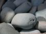 SEA GREEN PEBBLE 1"-2" NP28