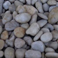 WHITE RAIN POLISH 1/2-1-1/2 PP10